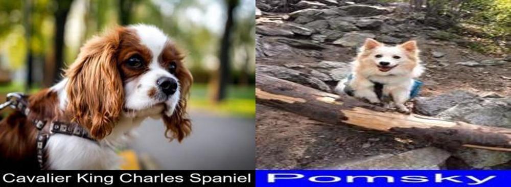 Differences and Similarities between the Cavalier King Charles Spaniel ...