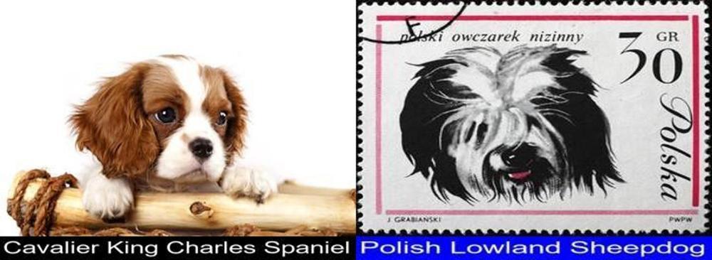 King Charles Spaniel Nail Polish - wide 5
